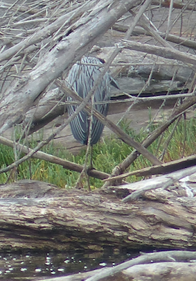 Yellow-crowned Night Heron - ML117931761