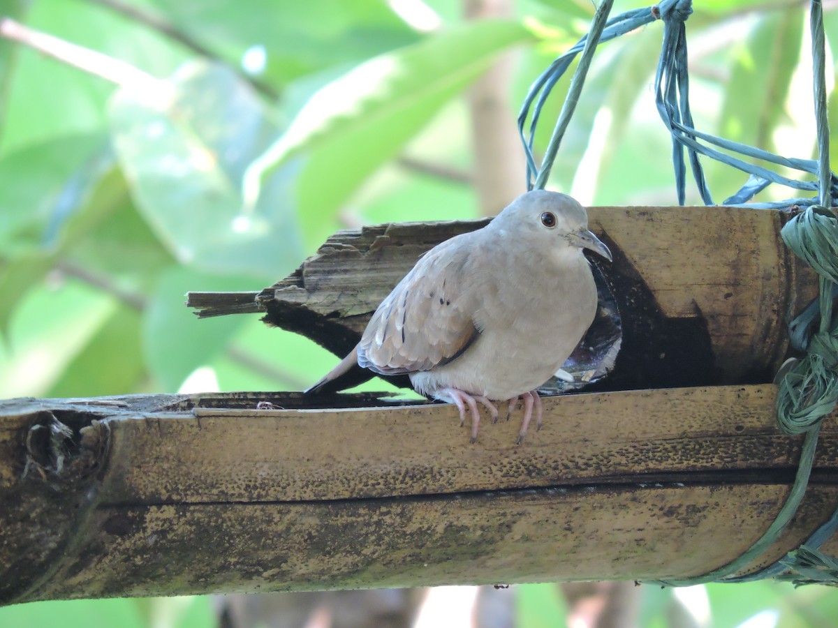 Plain-breasted Ground Dove - gustavo barragán mosquera
