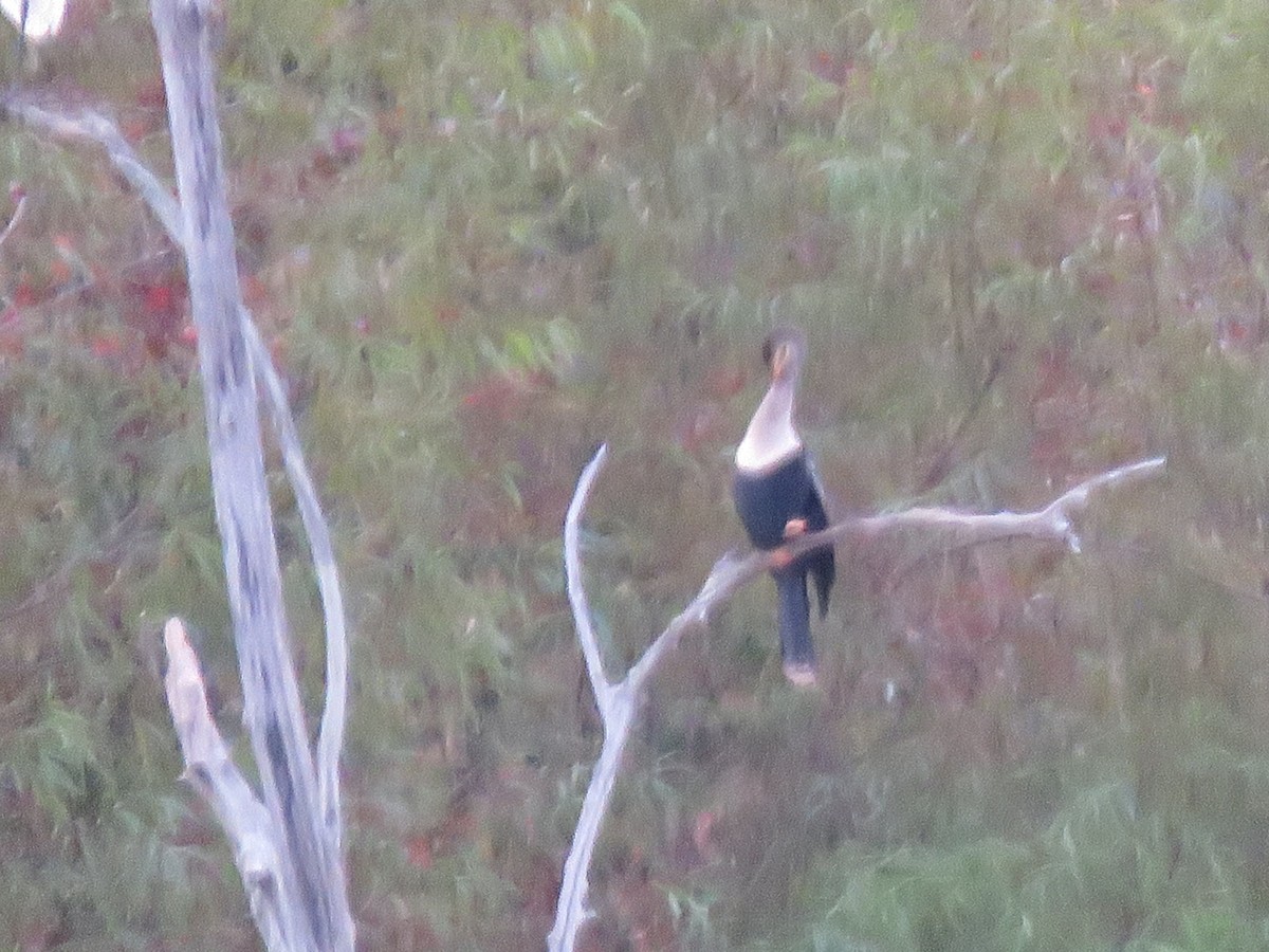 anhinga americká - ML117932411