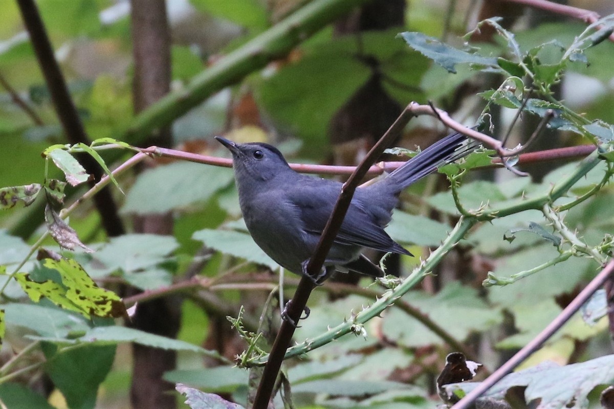 Gray Catbird - ML117932631