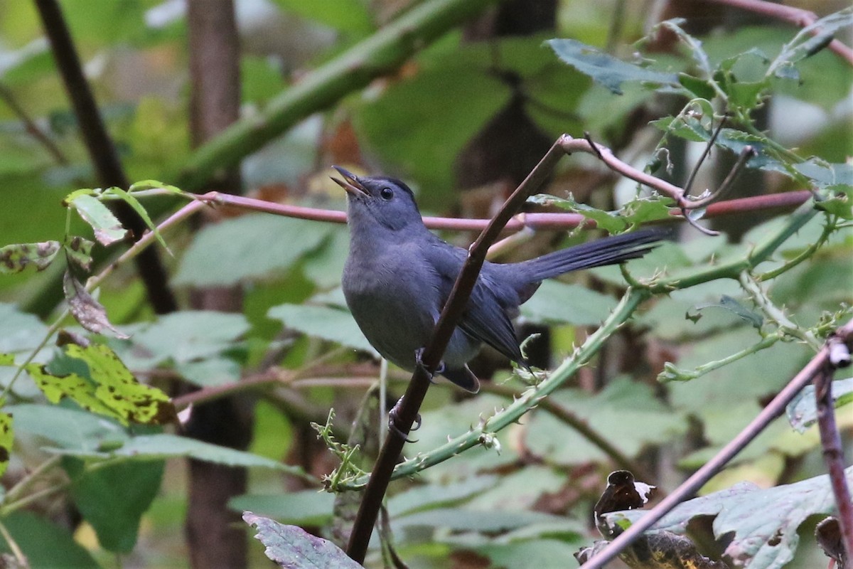 Gray Catbird - ML117932711