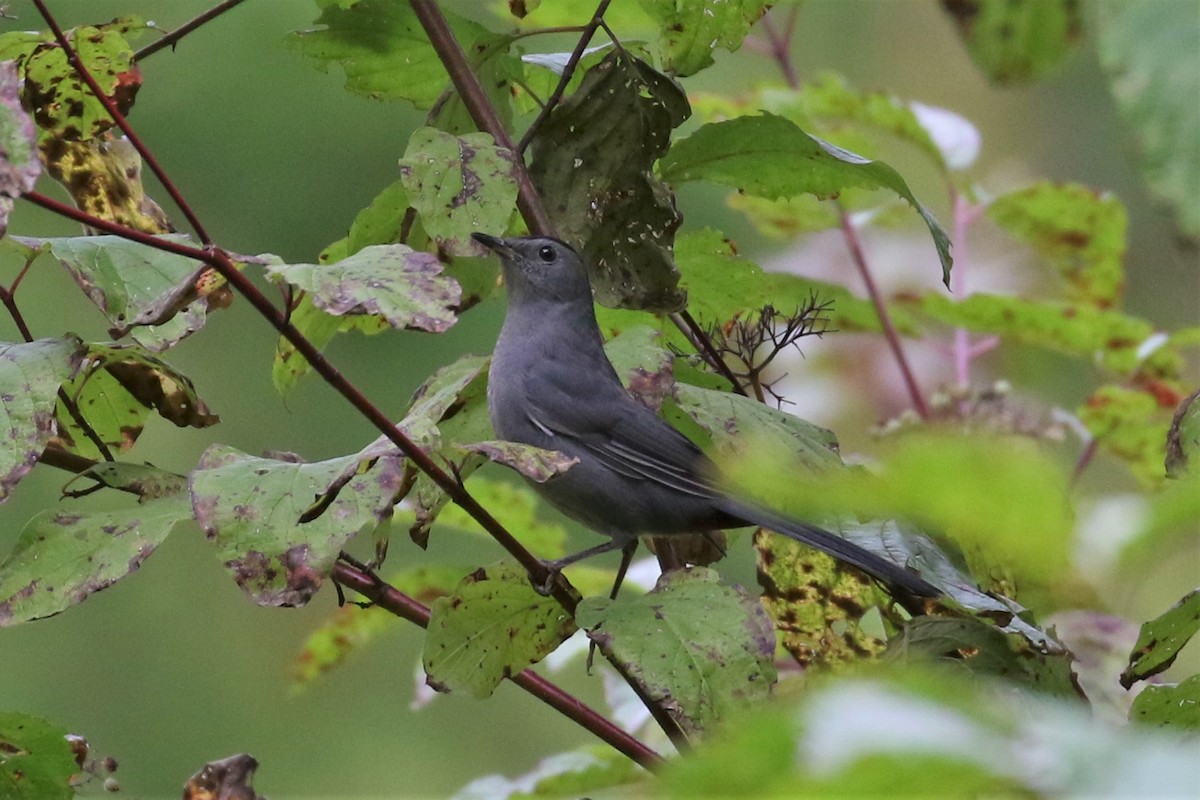 Gray Catbird - ML117932741