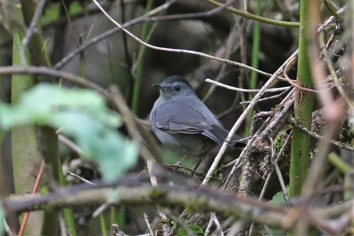 Gray Catbird - ML117932811