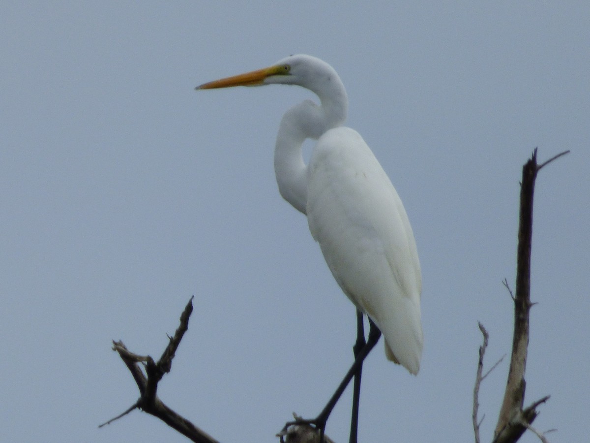 Great Egret - Tarra Lindo