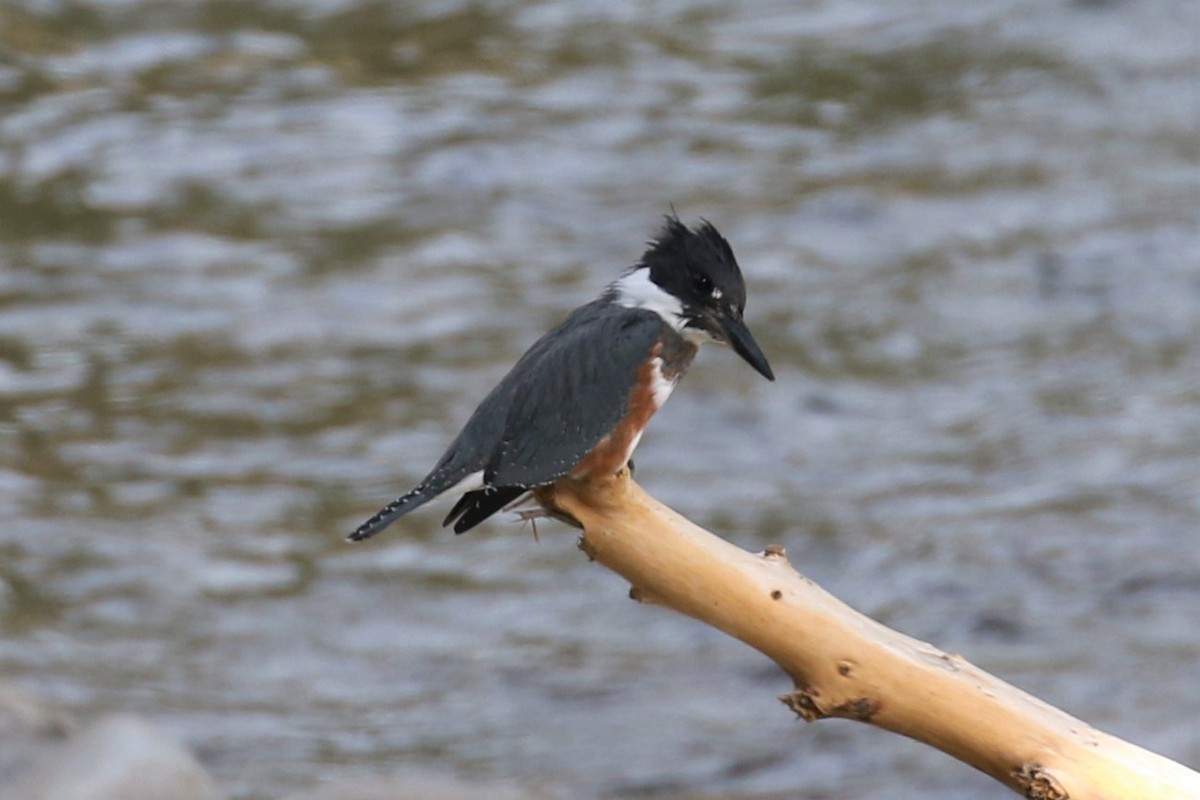 Belted Kingfisher - ML117933141