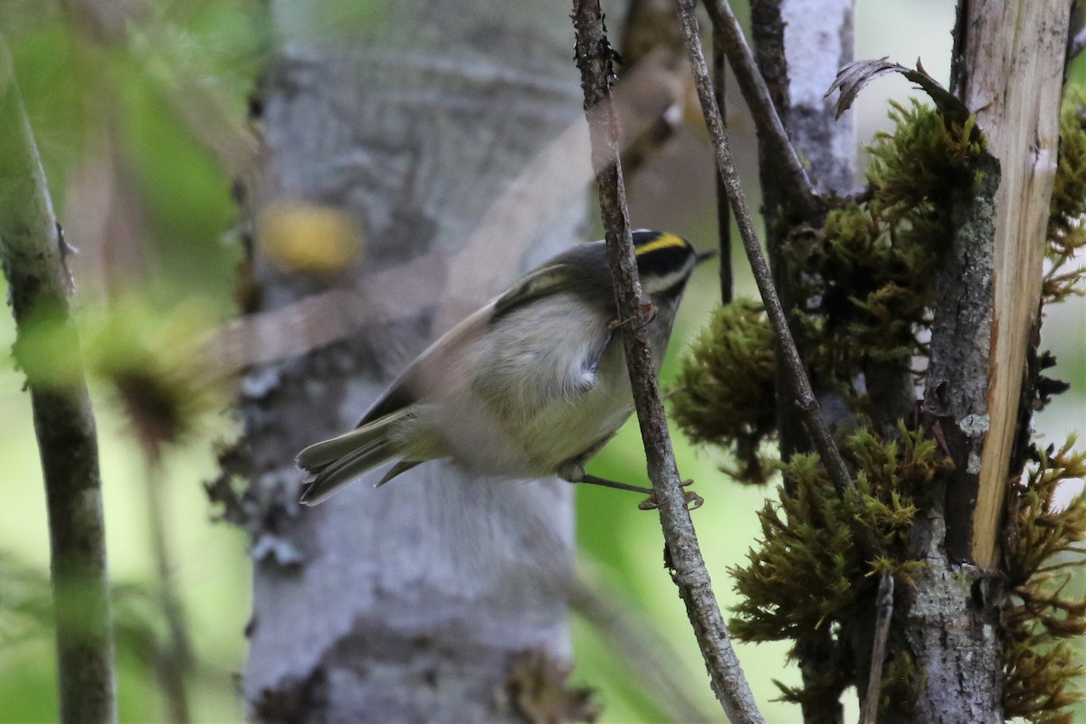 Roitelet à couronne dorée - ML117933341