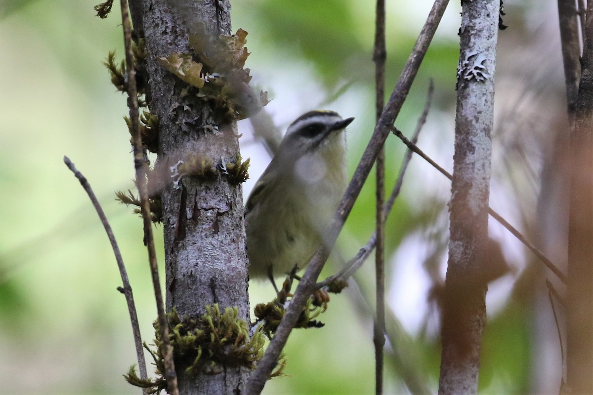 Golden-crowned Kinglet - ML117933381