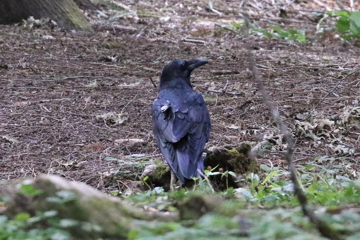 Common Raven - ML117933441