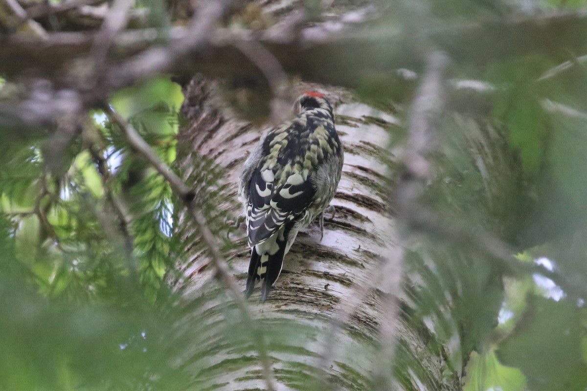 Red-naped Sapsucker - Laura Ellis