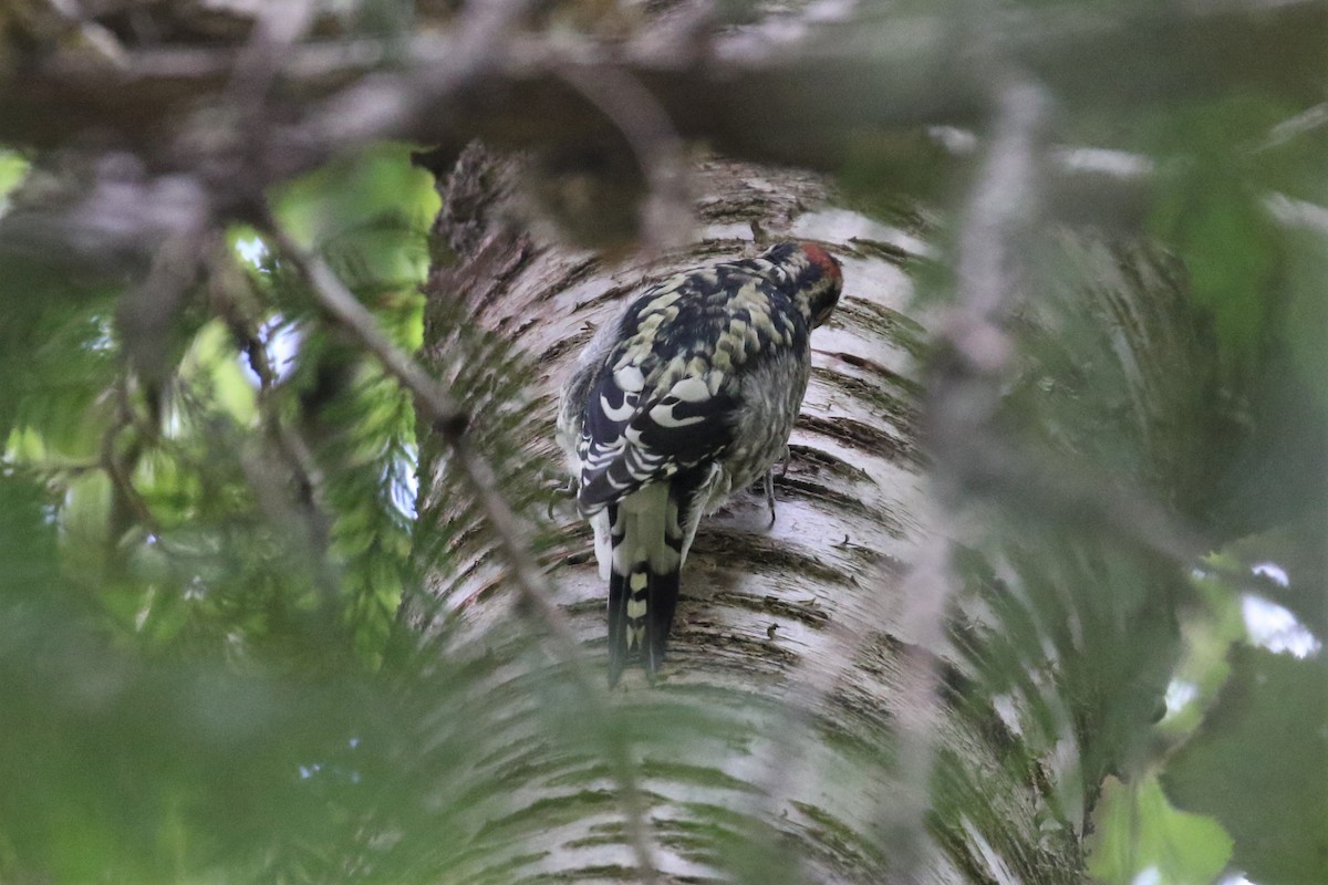 Red-naped Sapsucker - ML117933521