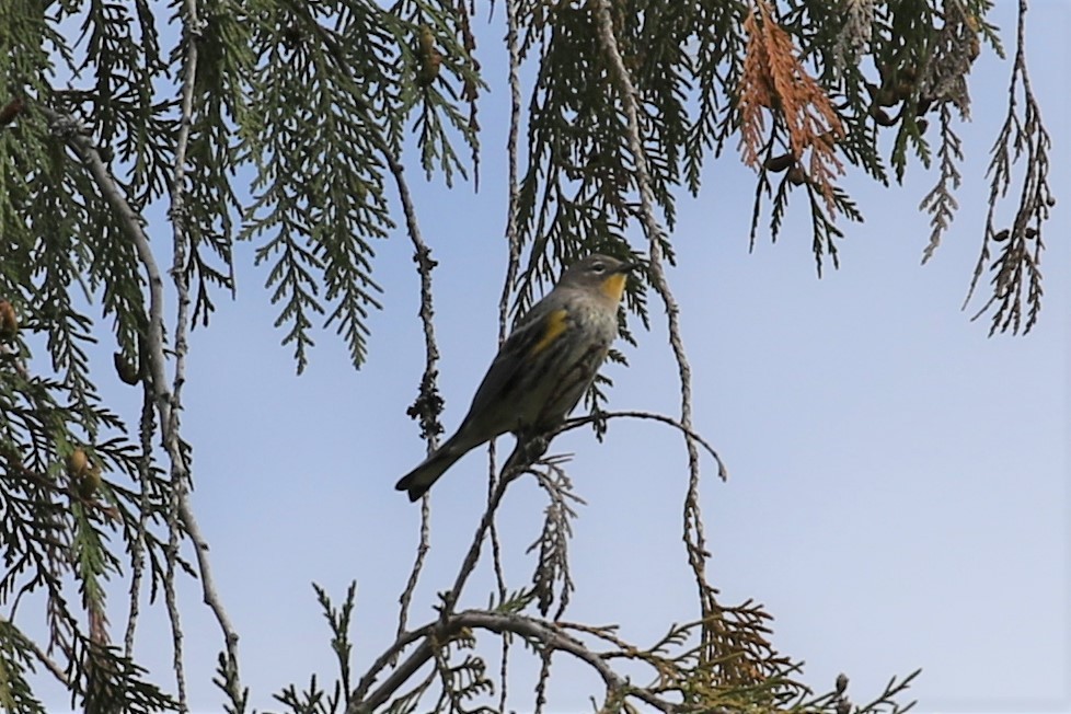 Yellow-rumped Warbler - ML117933681