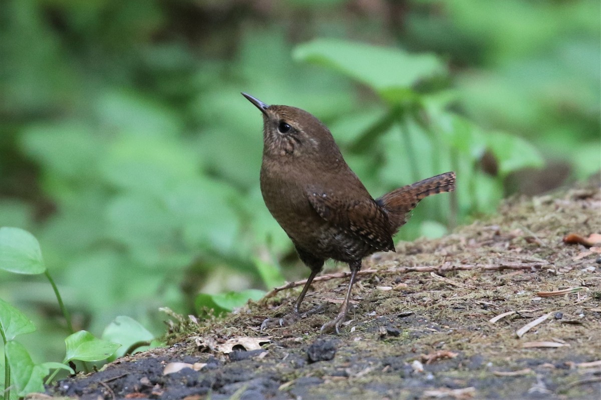 Pacific Wren - ML117933721