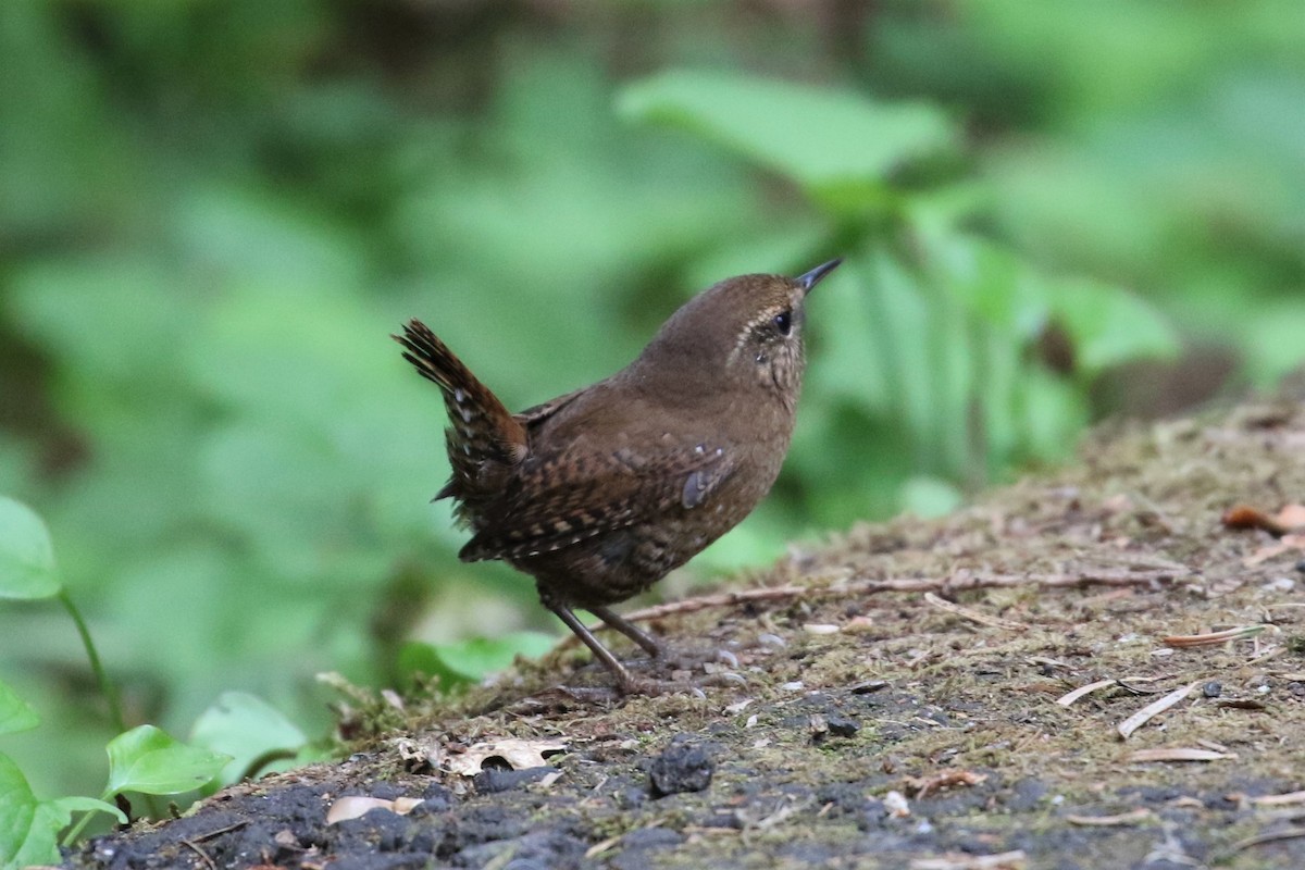 Pacific Wren - ML117933741