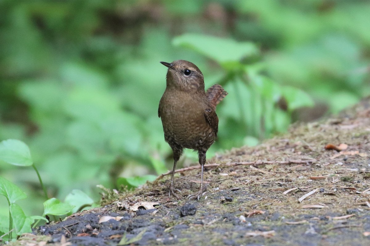 Pacific Wren - ML117933761