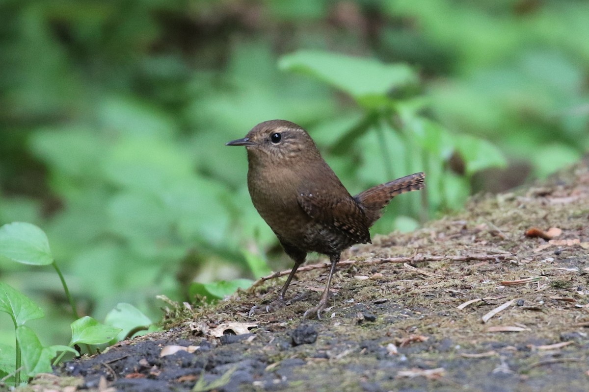 Pacific Wren - ML117933811