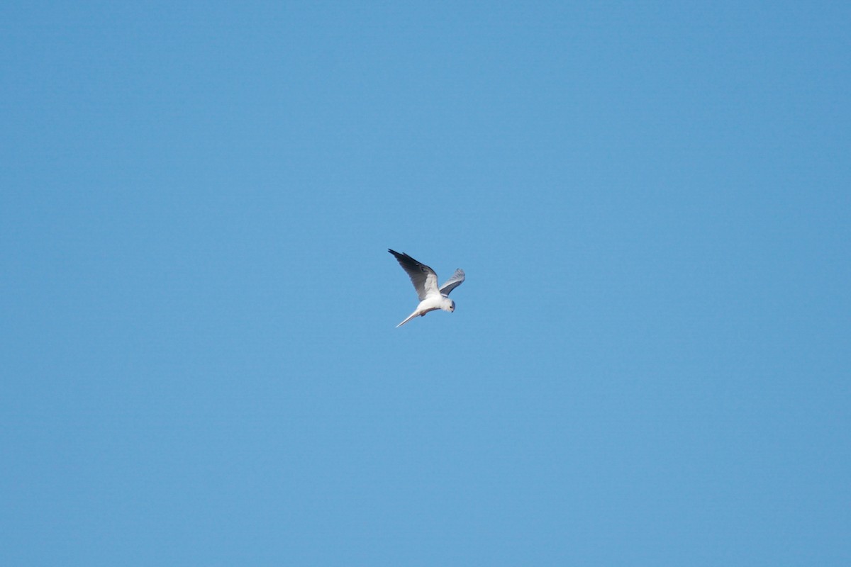 White-tailed Kite - ML117934301