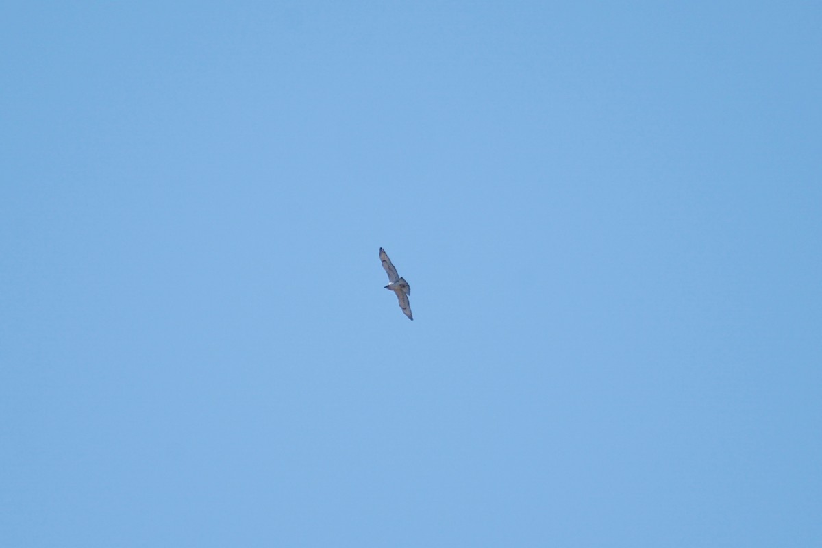Red-tailed Hawk - ML117934421