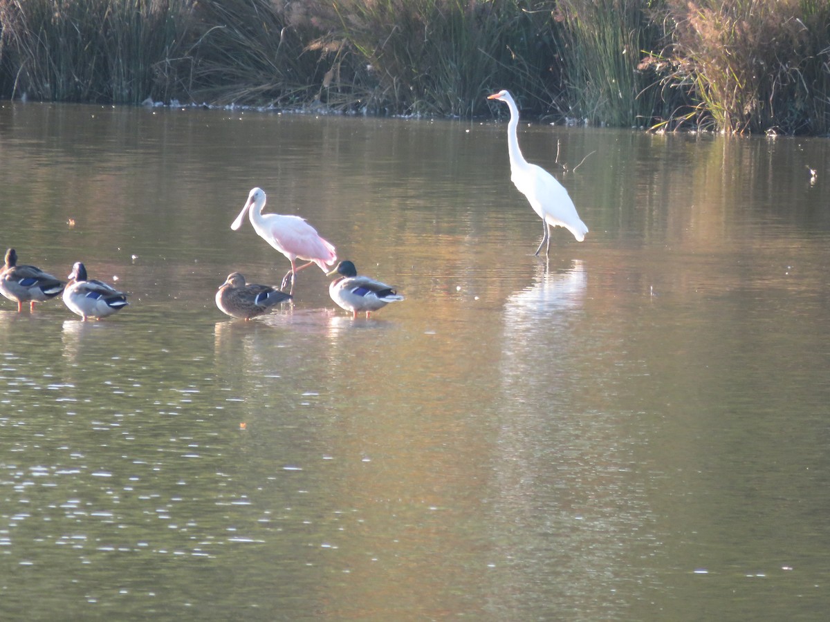 Roseate Spoonbill - ML117934511