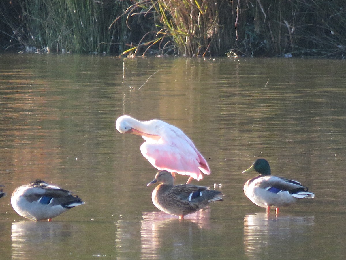 Roseate Spoonbill - ML117934651