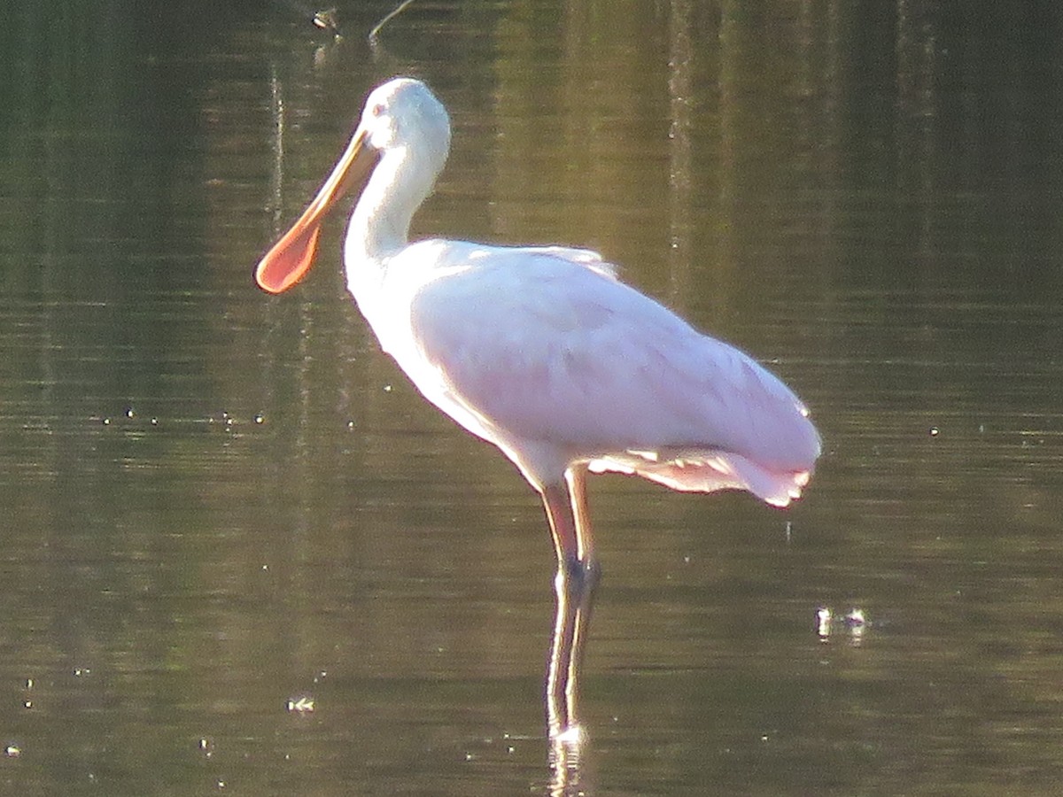 Roseate Spoonbill - ML117934851