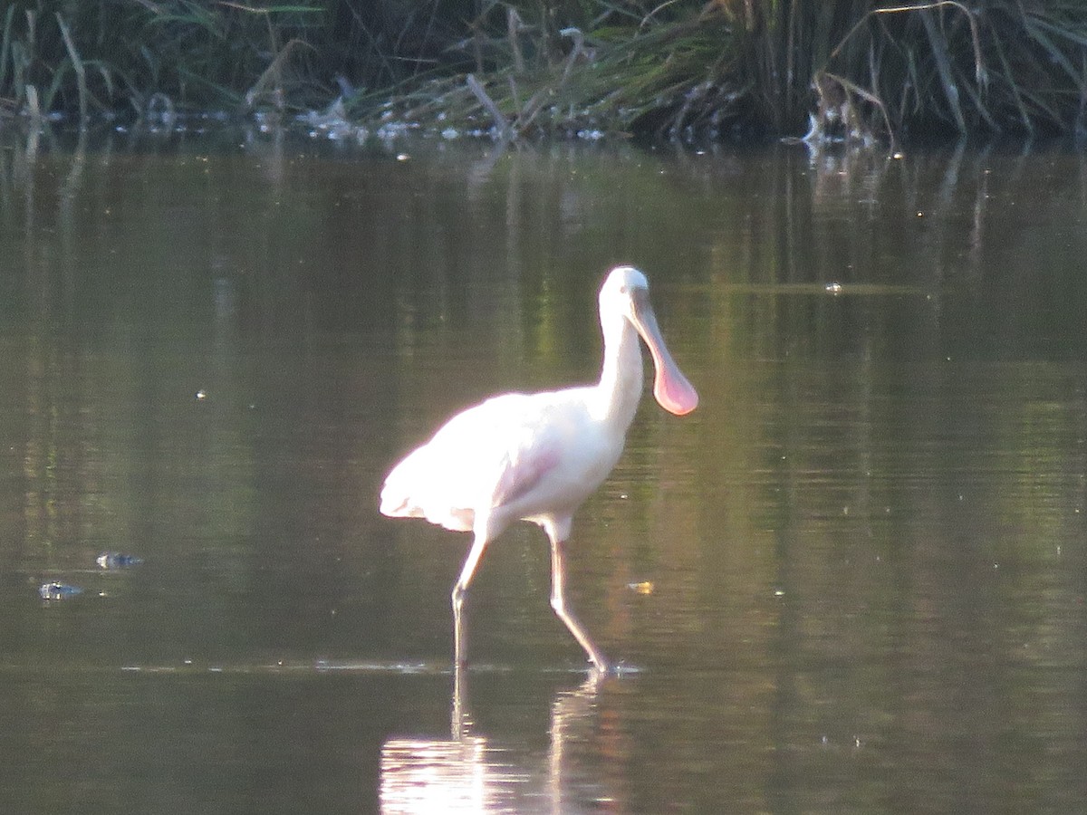 Roseate Spoonbill - ML117935101