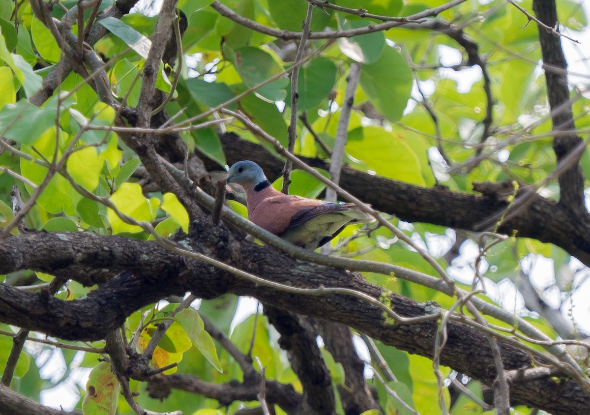 Red Collared-Dove - ML117935211