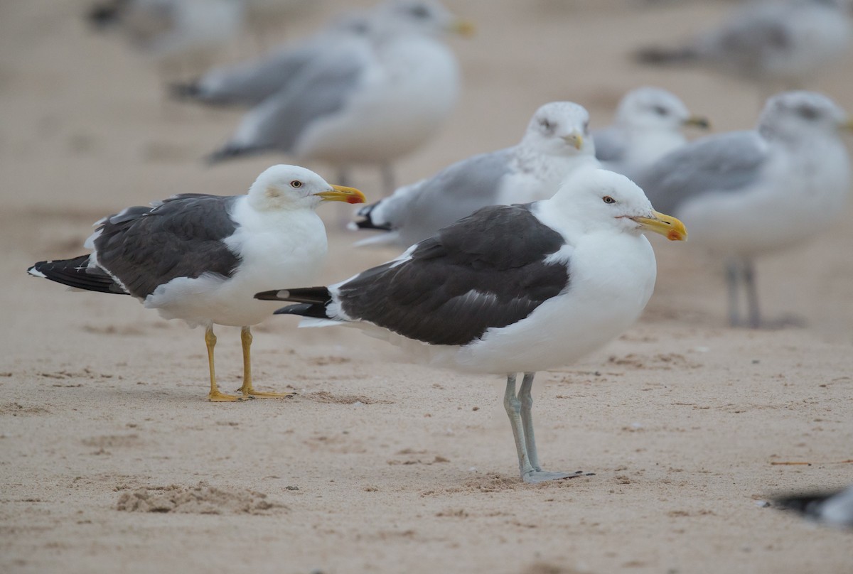 Kelp x American Herring Gull (hybrid) - ML117936161
