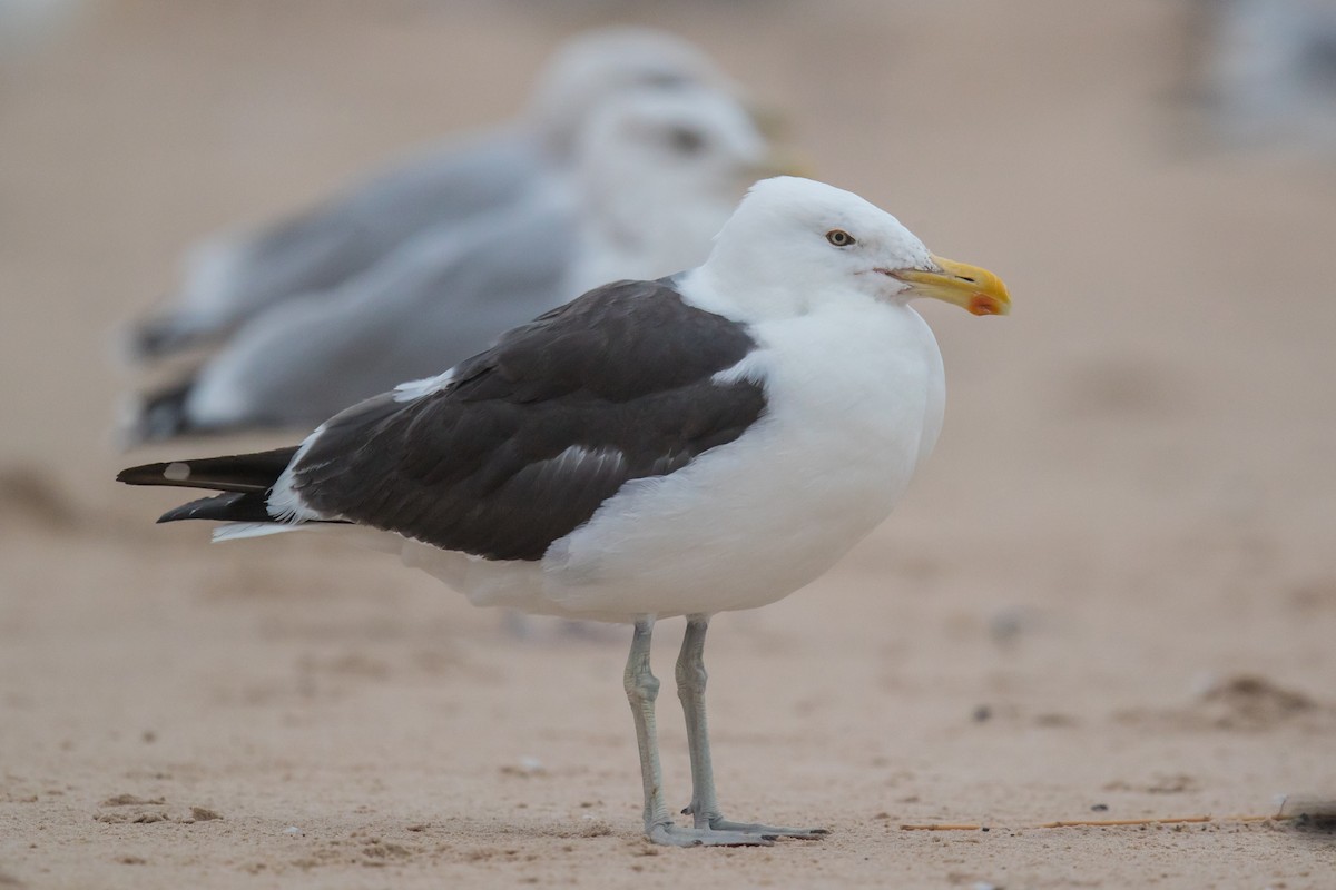 雑種 セグロカモメ x ミナミオオセグロカモメ - eBird