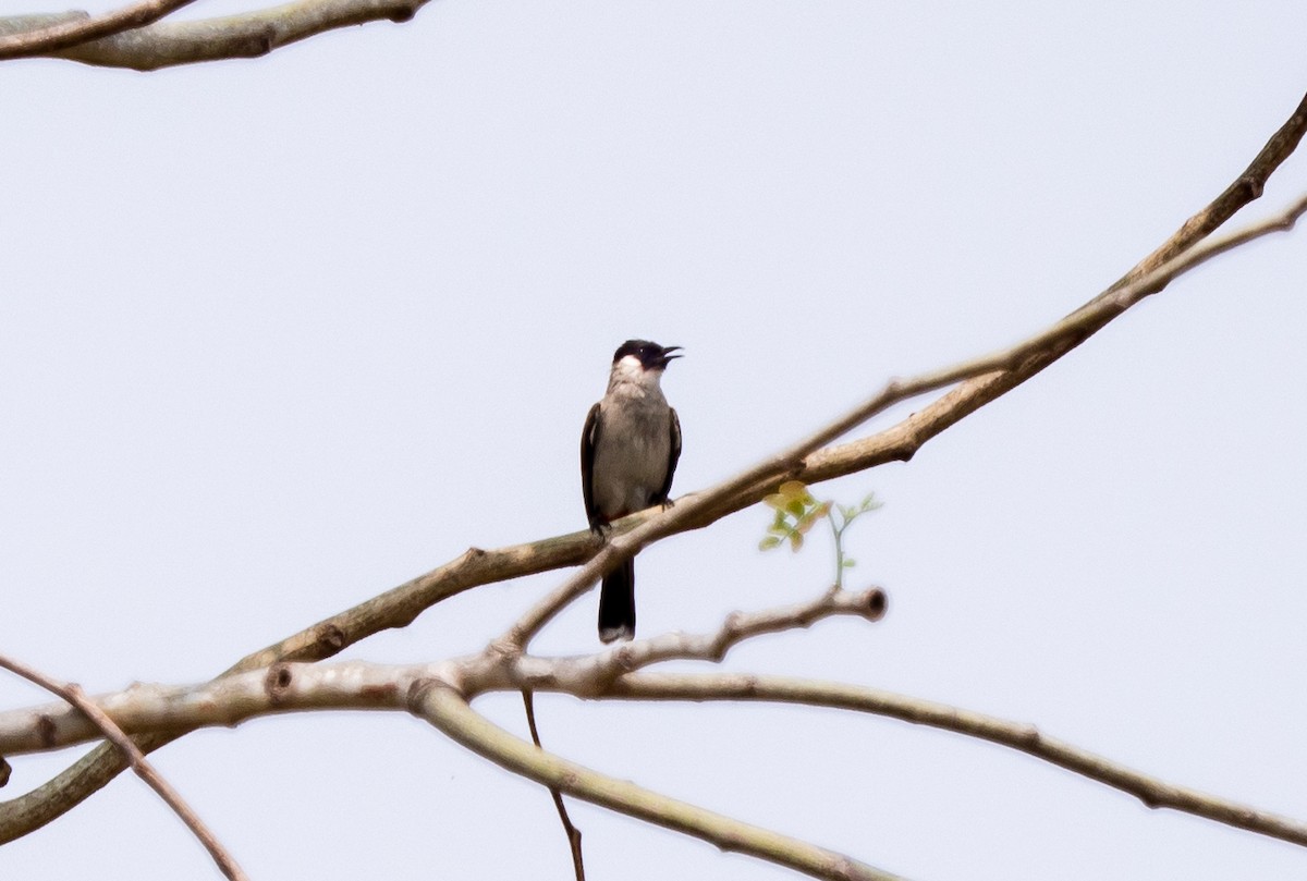 Sooty-headed Bulbul - ML117936881