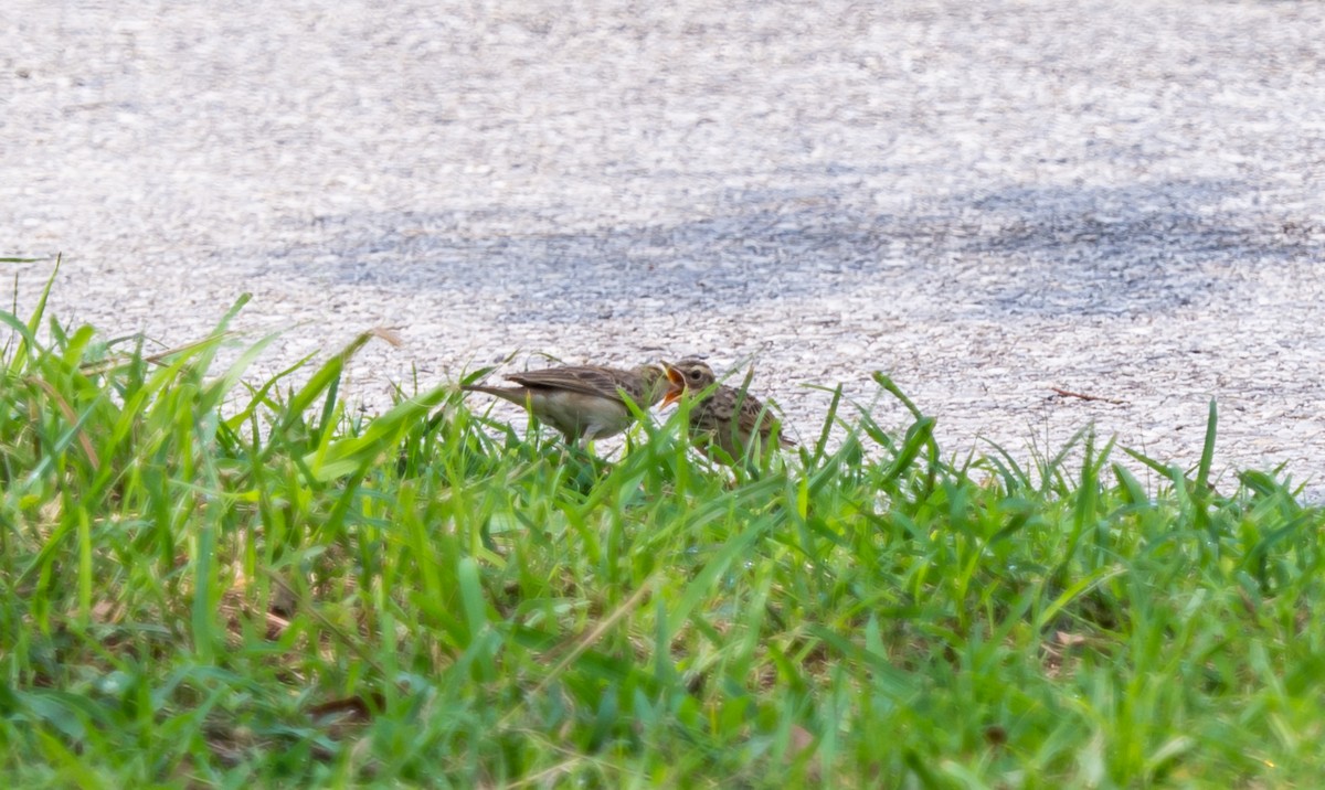 Paddyfield Pipit - ML117937051