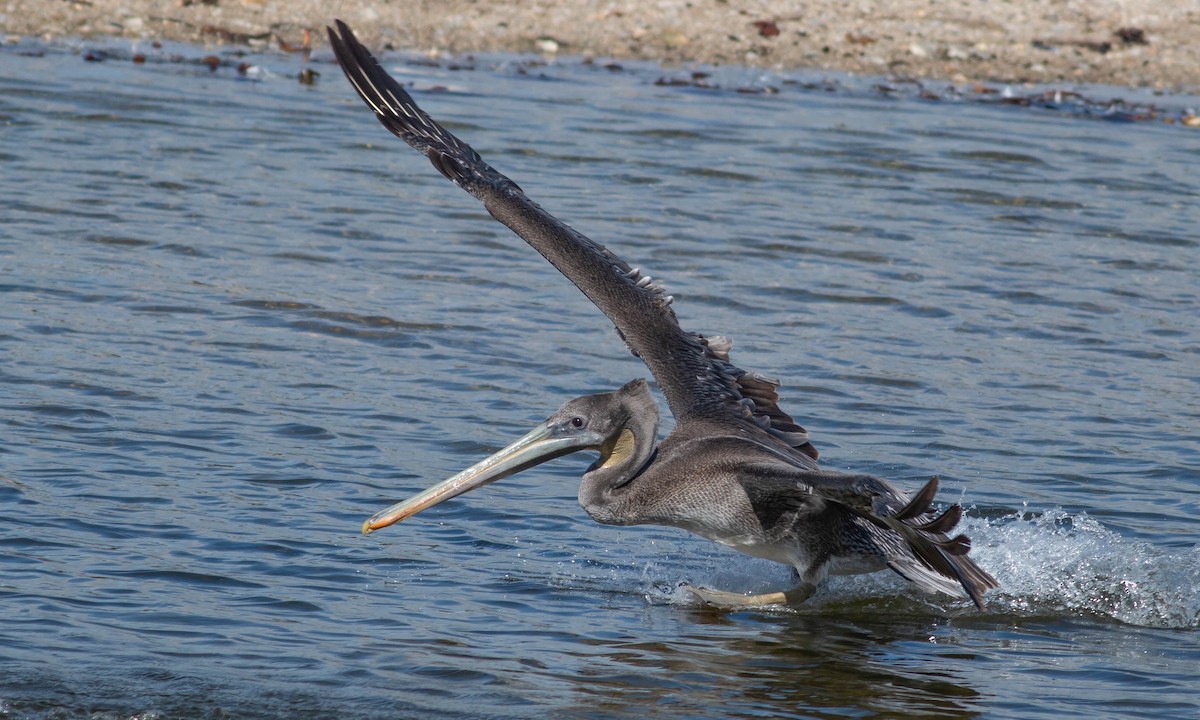 Brown Pelican - Paul Fenwick