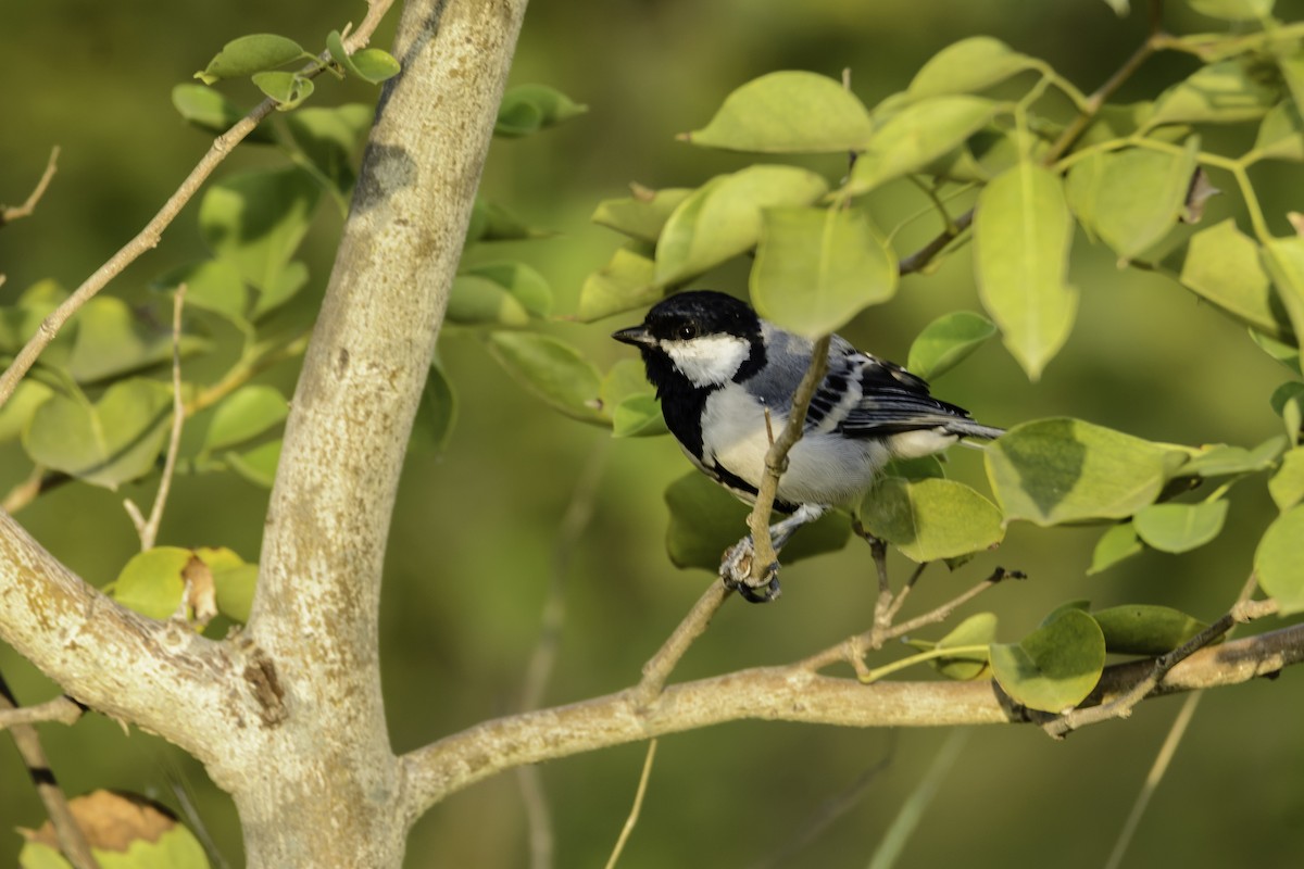 Cinereous Tit - ML117941101