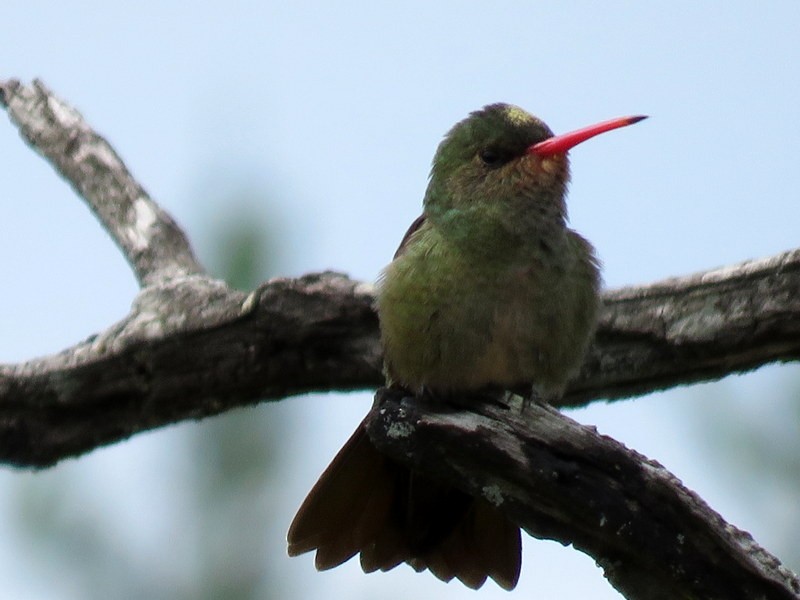 Gilded Hummingbird - ML117941541