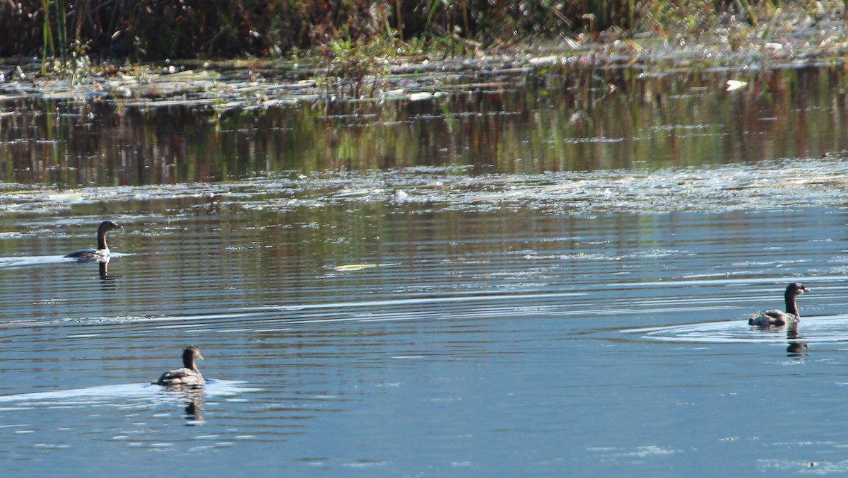 Pied-billed Grebe - ML117941861