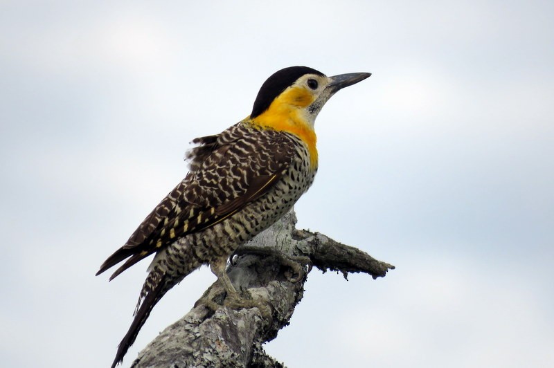 Campo Flicker - ML117942351