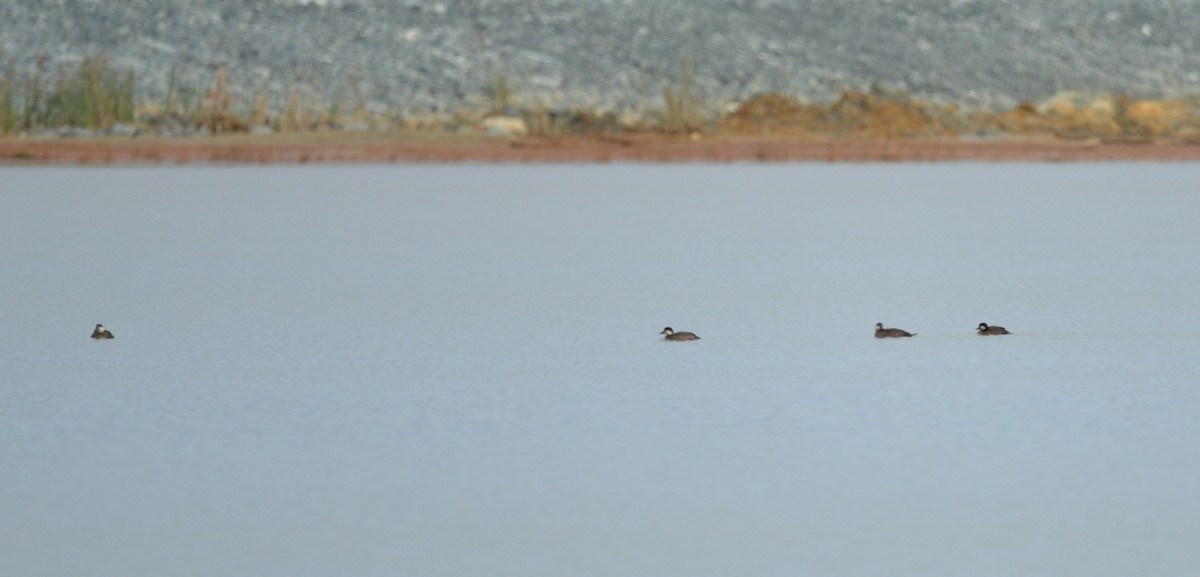 Black Scoter - ML117942801