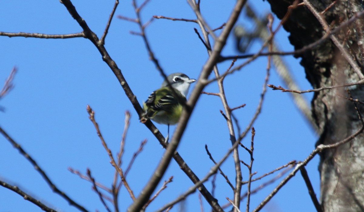 Viréo à tête bleue - ML117943571