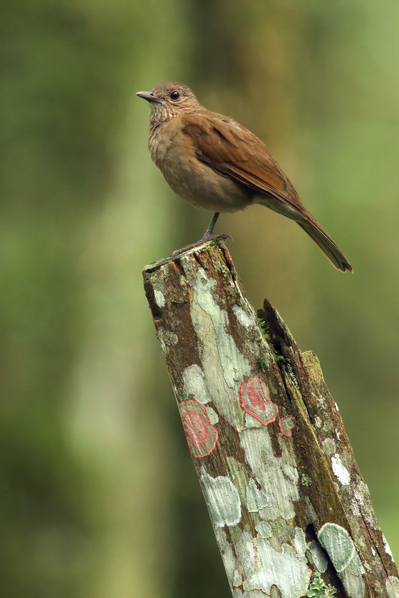 Pale-breasted Thrush - ML117943751