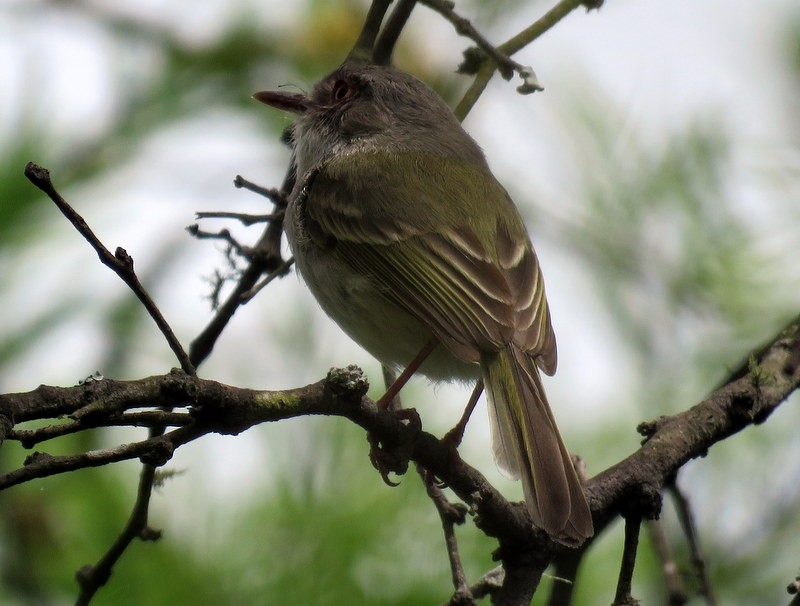Pearly-vented Tody-Tyrant - ML117944271