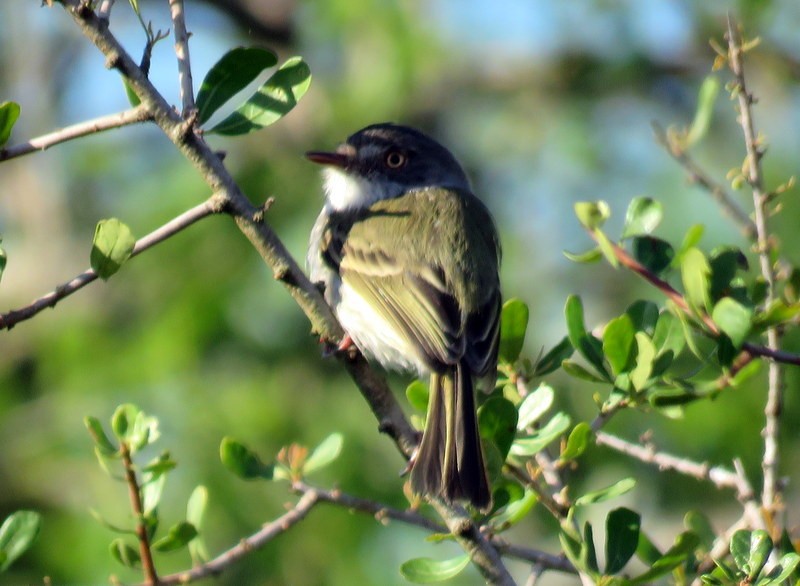 Pearly-vented Tody-Tyrant - ML117944291