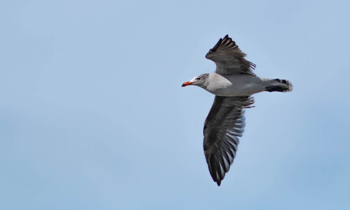 Heermann's Gull - Paul Fenwick