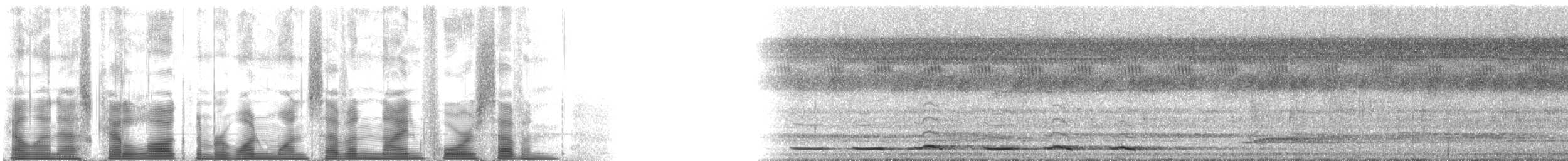 Benekli Yerçavuşu (macularius) - ML117947
