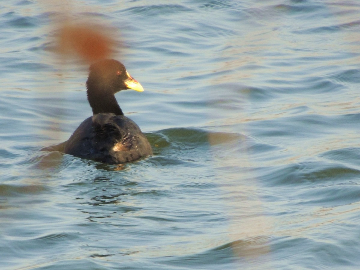 Red-gartered Coot - Alicia Mayor