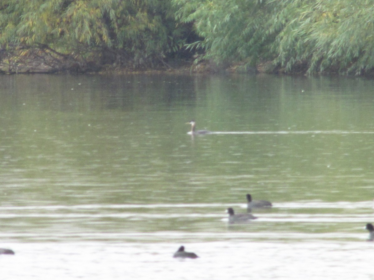 Red-necked Grebe - ML117950231