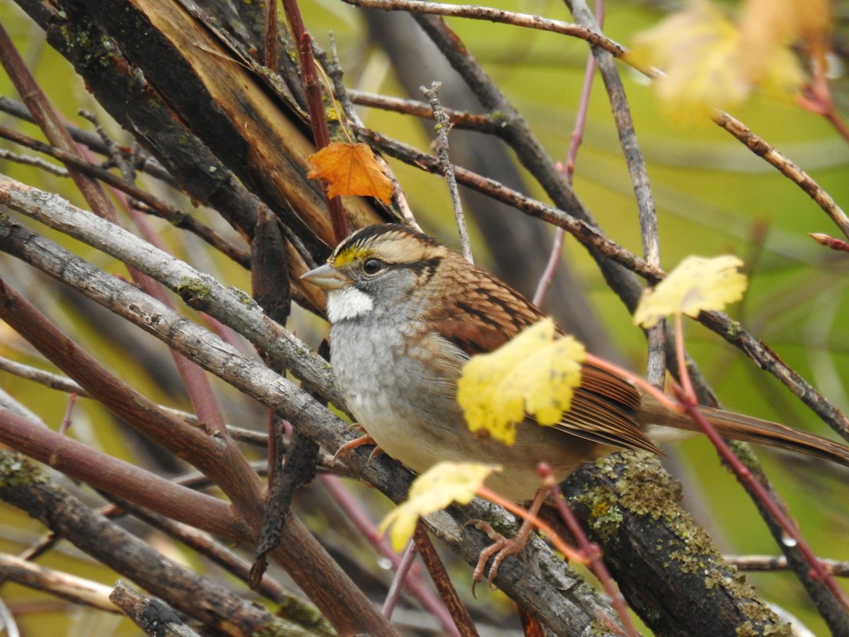 White-throated Sparrow - ML117950501