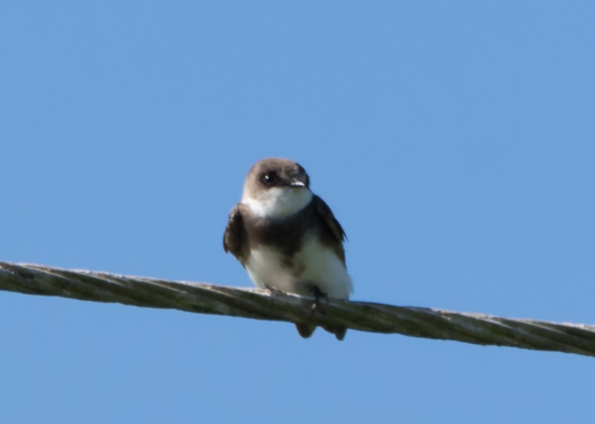 Bank Swallow - ML117951221