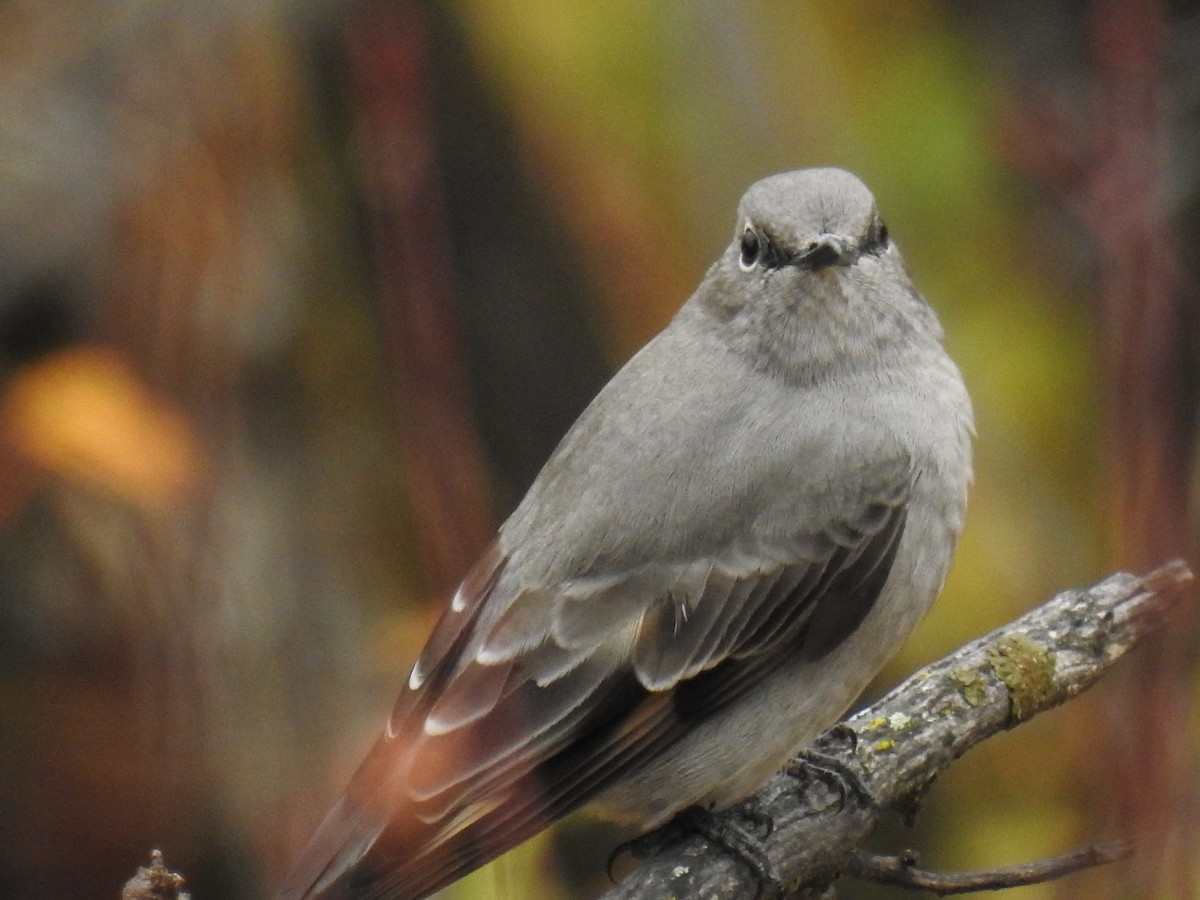 Townsend's Solitaire - ML117951751