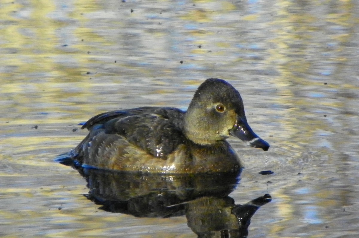 Ring-necked Duck - ML117952071