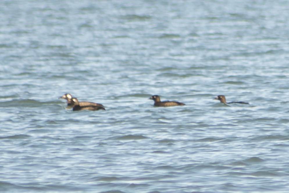 White-winged Scoter - ML117953211