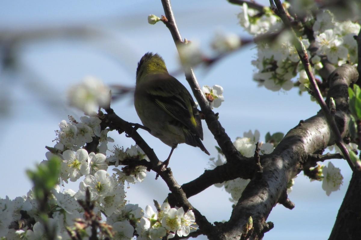 Black-chinned Siskin - ML117953431